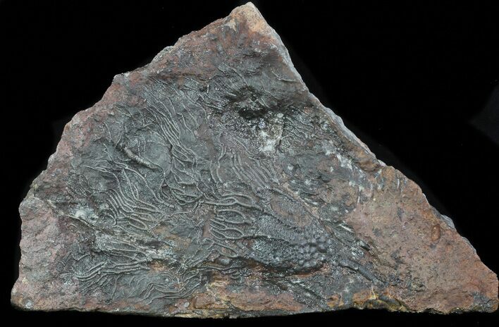 Silurian Fossil Crinoid (Scyphocrinites) Plate - Morocco #89237